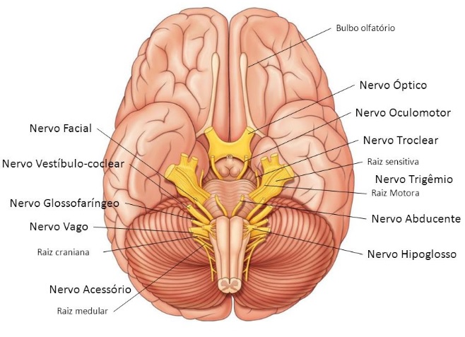 nervos-cranianos