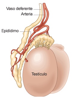 testículos
