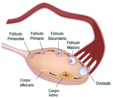 anatomia-do-ovário