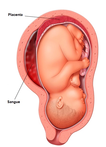 placenta-humana