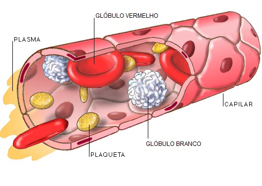 plaquetas