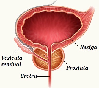 próstata