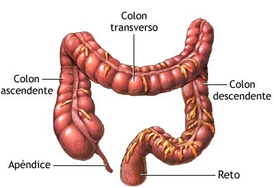 segmentos-intestino-grosso
