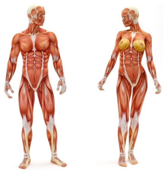sistema-muscular-humano