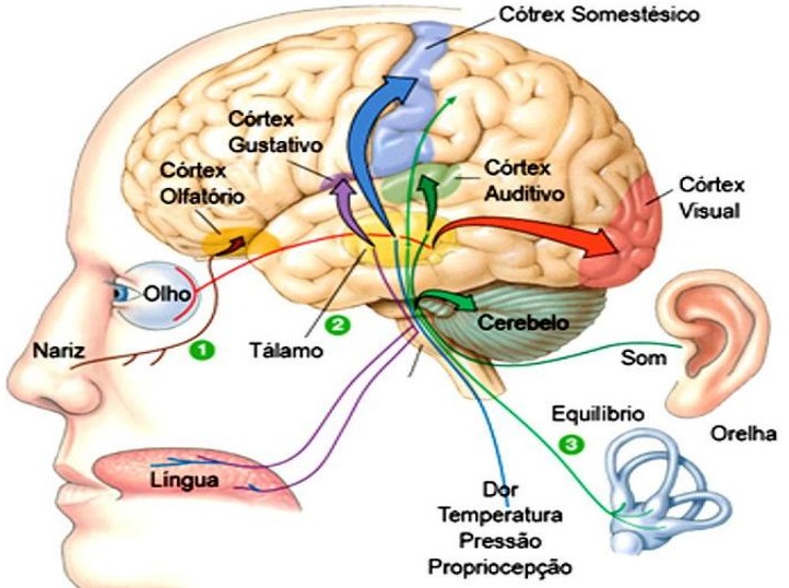 sistema-nervoso-sentidos