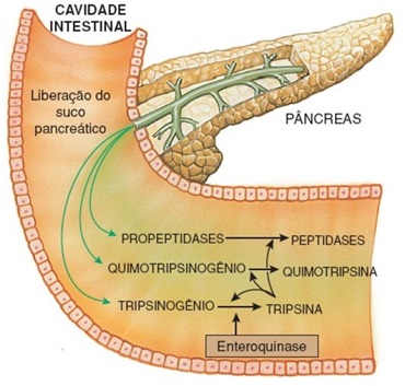suco-pancreático