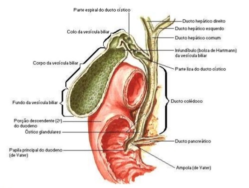 vesicula-biliar-anatomia