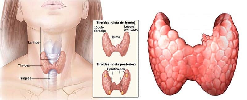 anatomia-da-glândula-tireoide