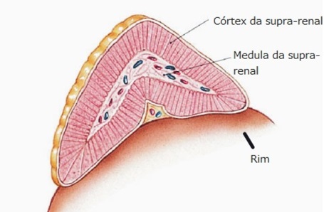 anatomia-das-glandulas-supra-renais