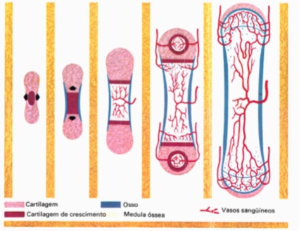 desenvolvimento-do-tecido-ósseo