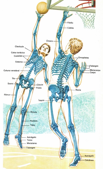 Divisões do corpo humano