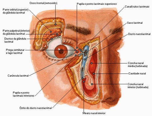 glândulas-lacrimais