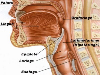 laringe-anatomia
