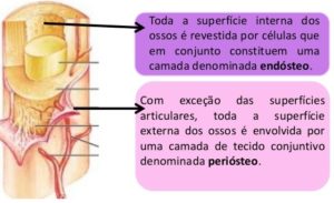 Periósteo e Endósteo | Função | Tecido Ósseo | Anatomia e Resumo