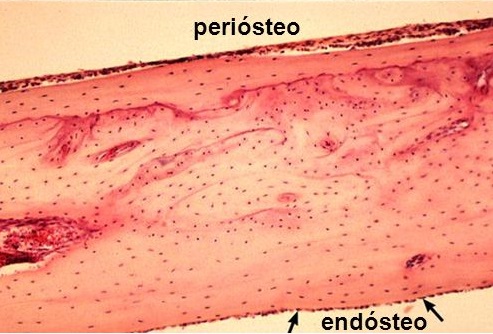 histologia-perióesteo-e-endósteo