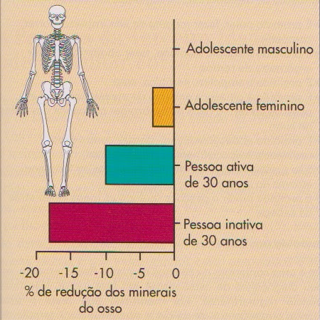 percentagem-de-minerais-nos-ossos-do-corpo-humano