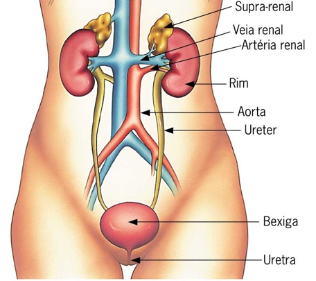 uretra-feminina-anatomia