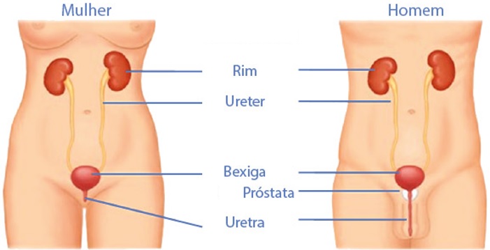 uretra-masculina-e-feminina