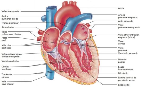 anatomia-coração-sistema-circulatório