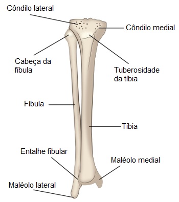 anatomia-da-tíbia