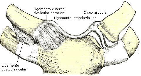 articulação-esternoclavicular