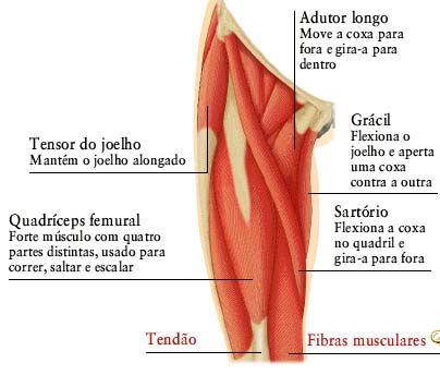músculos-da-coxa