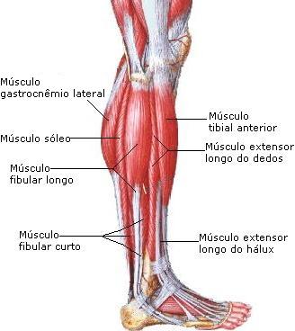 músculos-da-perna