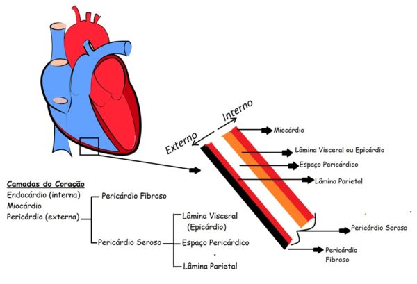 camadas-do-coração-humano