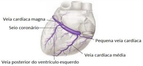 seio-coronário-anatomia