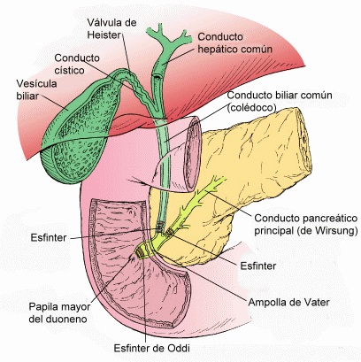 vesícula-biliar-função-anatomia
