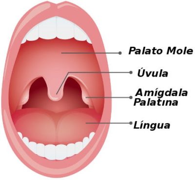 amigdala-palatina