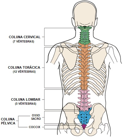 coluna-vertebral-anatomia
