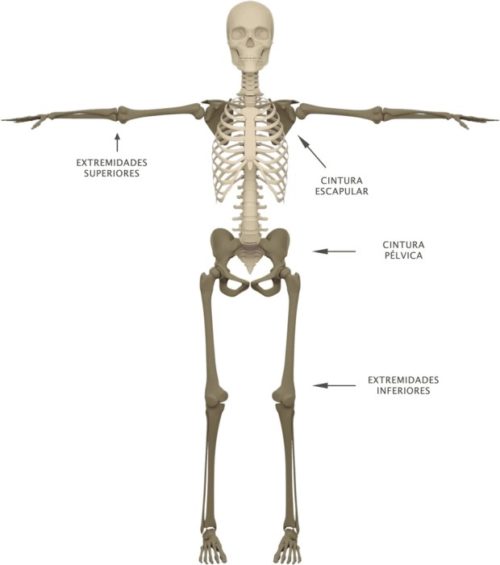 esqueleto-apendicular-anatomia