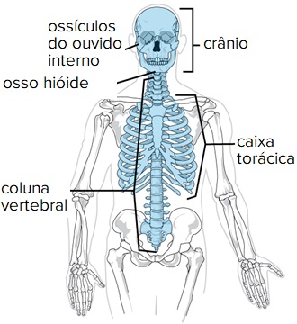 esqueleto-axial-anatomia