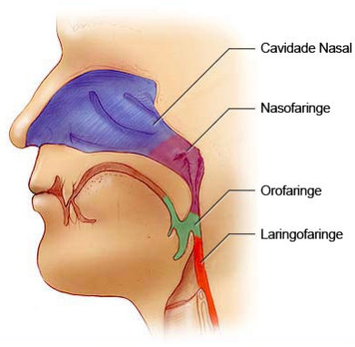 faringe-anatomia