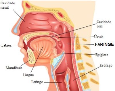 faringe-função