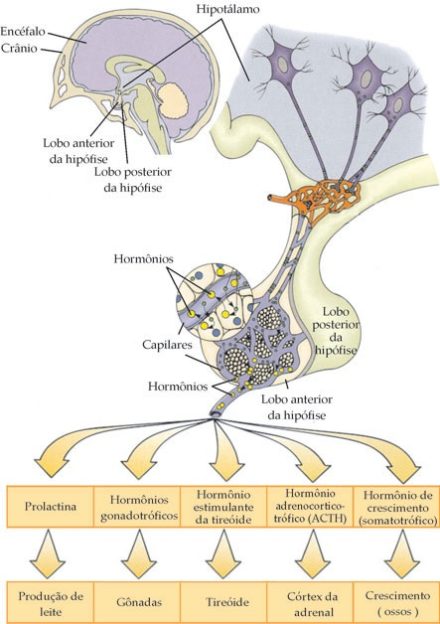 hipotálamo-hormônios