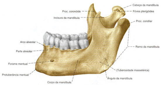 mandíbula-anatomia