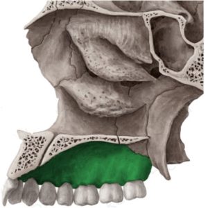 processo-alveolar-maxila