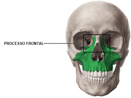 processo-frontal-maxila