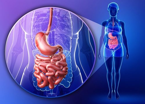 órgãos-do-sistema-digestivo