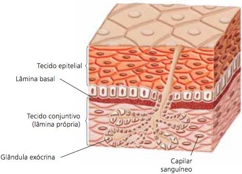 tecido-epitelial-função