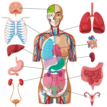 órgãos-do-corpo-humano-e-suas-funções