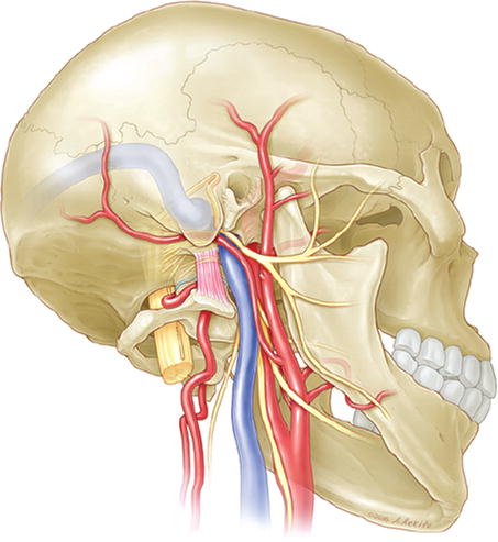 anatomia-do-forame-magno