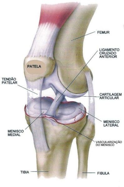 anatomia-do-joelho