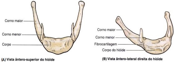 anatomia-do-osso-hioide