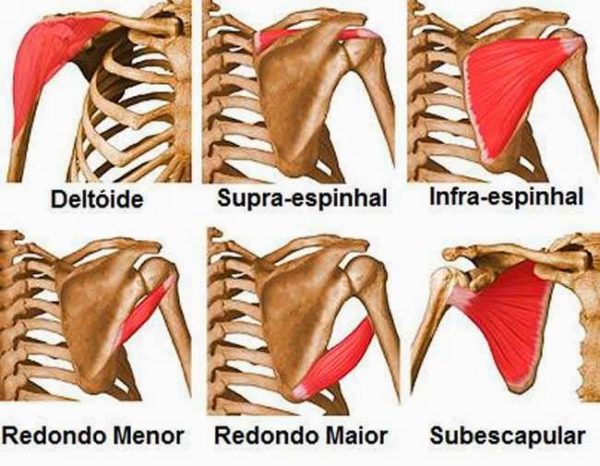 Escápula (omoplata) - Anatomia do osso da cintura escapular