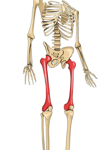 maior-osso-do-corpo-humano