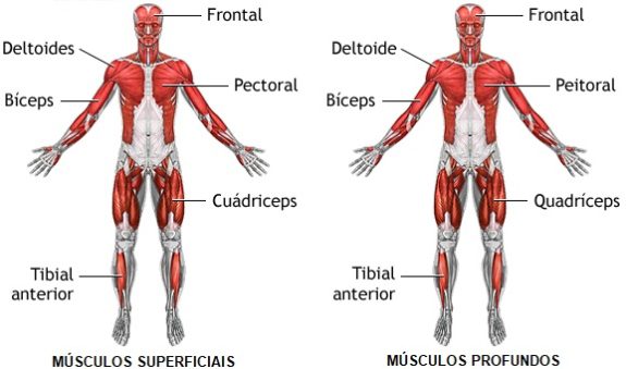 músculos-superficiais-e-profundos