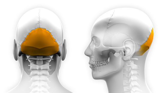 osso-occipital-anatomia